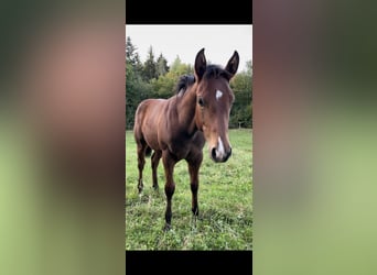 American Quarter Horse, Hengst, Fohlen (04/2026), Brauner