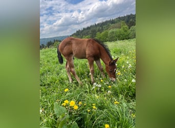 American Quarter Horse, Hengst, Fohlen (04/2026), Brauner