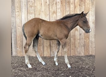 American Quarter Horse, Hengst, Fohlen (04/2026), Brauner