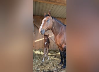 American Quarter Horse, Hengst, Fohlen (04/2026), Brauner