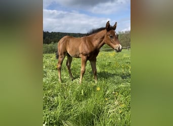 American Quarter Horse, Hengst, Fohlen (04/2026), Brauner