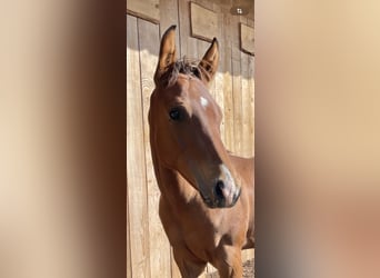 American Quarter Horse, Hengst, Fohlen (04/2026), Brauner