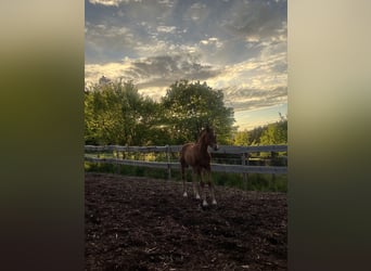 American Quarter Horse, Hengst, Fohlen (04/2026), Brauner