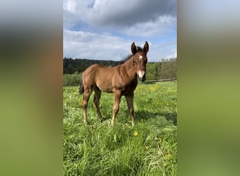American Quarter Horse, Hengst, Fohlen (04/2026), Brauner