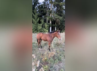 American Quarter Horse, Hengst, Fohlen (04/2026), Brauner