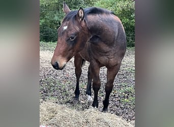 American Quarter Horse, Hengst, Fohlen (03/2024), Brauner