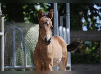 American Quarter Horse, Hengst, Fohlen (04/2026), Brauner