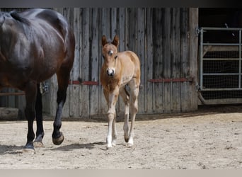 American Quarter Horse, Hengst, Fohlen (04/2026), Brauner