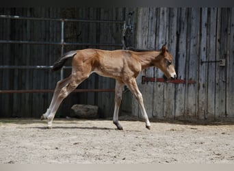 American Quarter Horse, Hengst, Fohlen (04/2026), Brauner