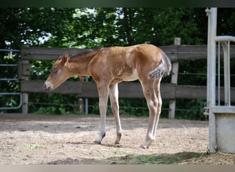 American Quarter Horse, Hengst, Fohlen (04/2026), Brauner