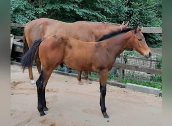 American Quarter Horse, Hengst, Fohlen (04/2026), Brauner