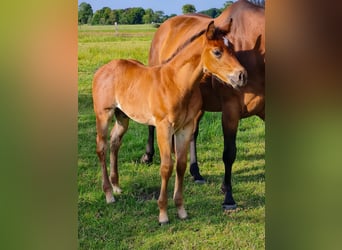American Quarter Horse, Hengst, Fohlen (05/2025), Brauner