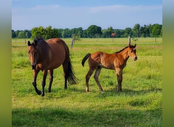 American Quarter Horse, Hengst, , Brauner