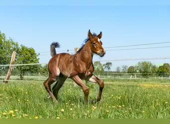 American Quarter Horse, Hengst, , Brauner