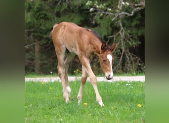 American Quarter Horse, Hengst, Fohlen (03/2024), Brauner