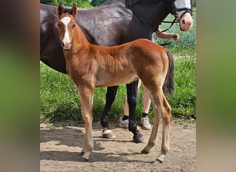 American Quarter Horse Mix, Hengst, Fohlen (04/2024), Brauner