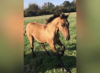 American Quarter Horse, Hengst, Fohlen (04/2024), Braunfalbschimmel