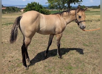 American Quarter Horse, Hengst, Fohlen (05/2026), Buckskin