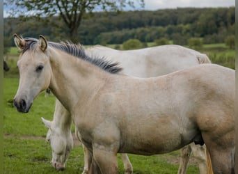 American Quarter Horse, Hengst, Fohlen (04/2026), Buckskin