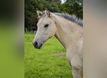 American Quarter Horse, Hengst, Fohlen (04/2026), Buckskin