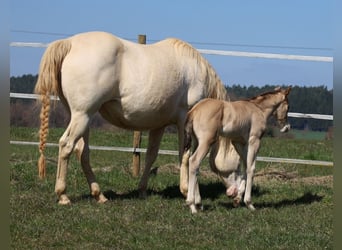 American Quarter Horse, Hengst, Fohlen (03/2026), Buckskin