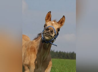 American Quarter Horse, Hengst, Fohlen (03/2026), Buckskin