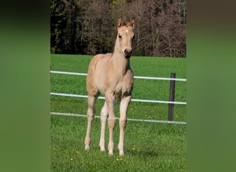 American Quarter Horse, Hengst, Fohlen (03/2026), Buckskin