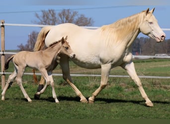 American Quarter Horse, Hengst, Fohlen (03/2026), Buckskin