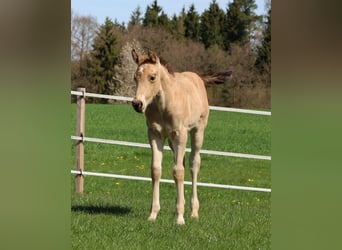 American Quarter Horse, Hengst, Fohlen (03/2026), Buckskin