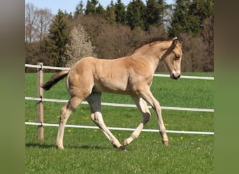 American Quarter Horse, Hengst, Fohlen (03/2026), Buckskin