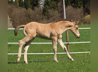 American Quarter Horse, Hengst, Fohlen (03/2026), Buckskin