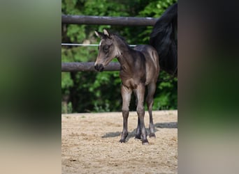 American Quarter Horse, Hengst, , Buckskin
