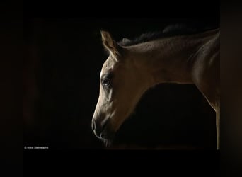 American Quarter Horse, Hengst, Fohlen (04/2026), Buckskin