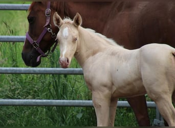 American Quarter Horse, Hengst, , Champagne