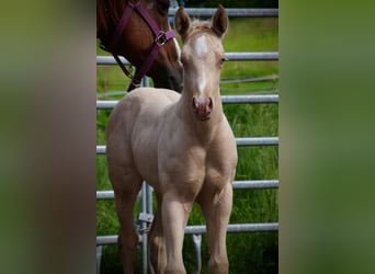 American Quarter Horse, Hengst, , Champagne