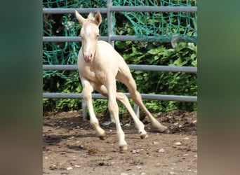 American Quarter Horse, Hengst, , Champagne