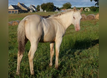 American Quarter Horse, Hengst, Fohlen (04/2023), Champagne