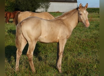 American Quarter Horse, Hengst, Fohlen (05/2023), Champagne