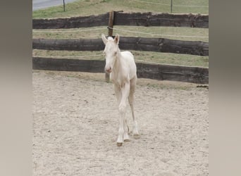 American Quarter Horse, Hengst, , Cremello