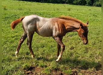 American Quarter Horse, Hengst, Fohlen (04/2025)