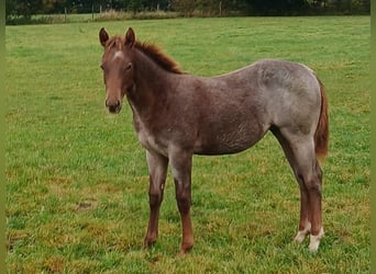 American Quarter Horse, Hengst, Fohlen (04/2025)