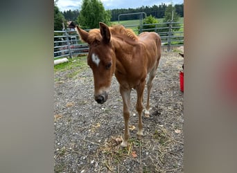 American Quarter Horse, Hengst, Fohlen (01/2025)
