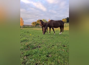 American Quarter Horse, Hengst, Fohlen (07/2025), Dunkelbrauner