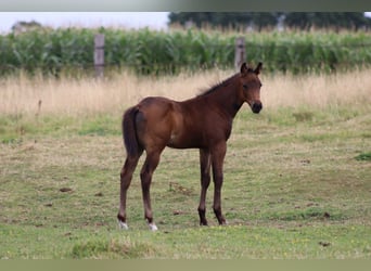 American Quarter Horse, Hengst, Fohlen (05/2026), Dunkelbrauner