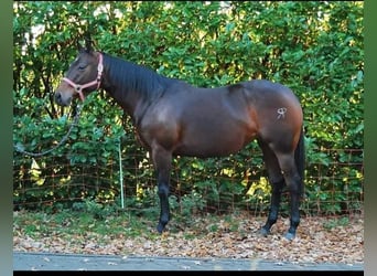 American Quarter Horse, Hengst, Fohlen (03/2024), Dunkelbrauner