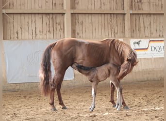 American Quarter Horse, Hengst, , Dunkelbrauner