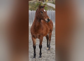 American Quarter Horse, Hengst, Fohlen (05/2023), Dunkelbrauner