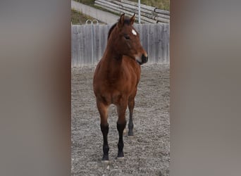 American Quarter Horse, Hengst, Fohlen (05/2023), Dunkelbrauner