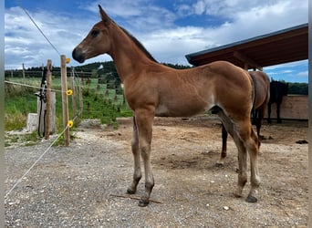 American Quarter Horse, Hengst, Fohlen (05/2023), Dunkelbrauner