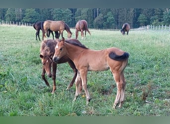 American Quarter Horse, Hengst, Fohlen (05/2023), Dunkelbrauner